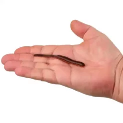 Berkley Gulp! SR Crawler -Berkley Shop 02863230342 3