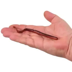 Berkley Gulp! SR Crawler -Berkley Shop 02863230342 5