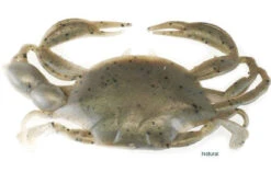 Berkley Gulp! Saltwater Peeler Crab -Berkley Shop berkley gulp saltwater peeler crab 11382.1651153560