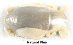 Berkley Gulp! Saltwater Sand Flea/Crab - 1 Inch -Berkley Shop berkley gulp saltwater sand flea crab 1in 05918.1651153574