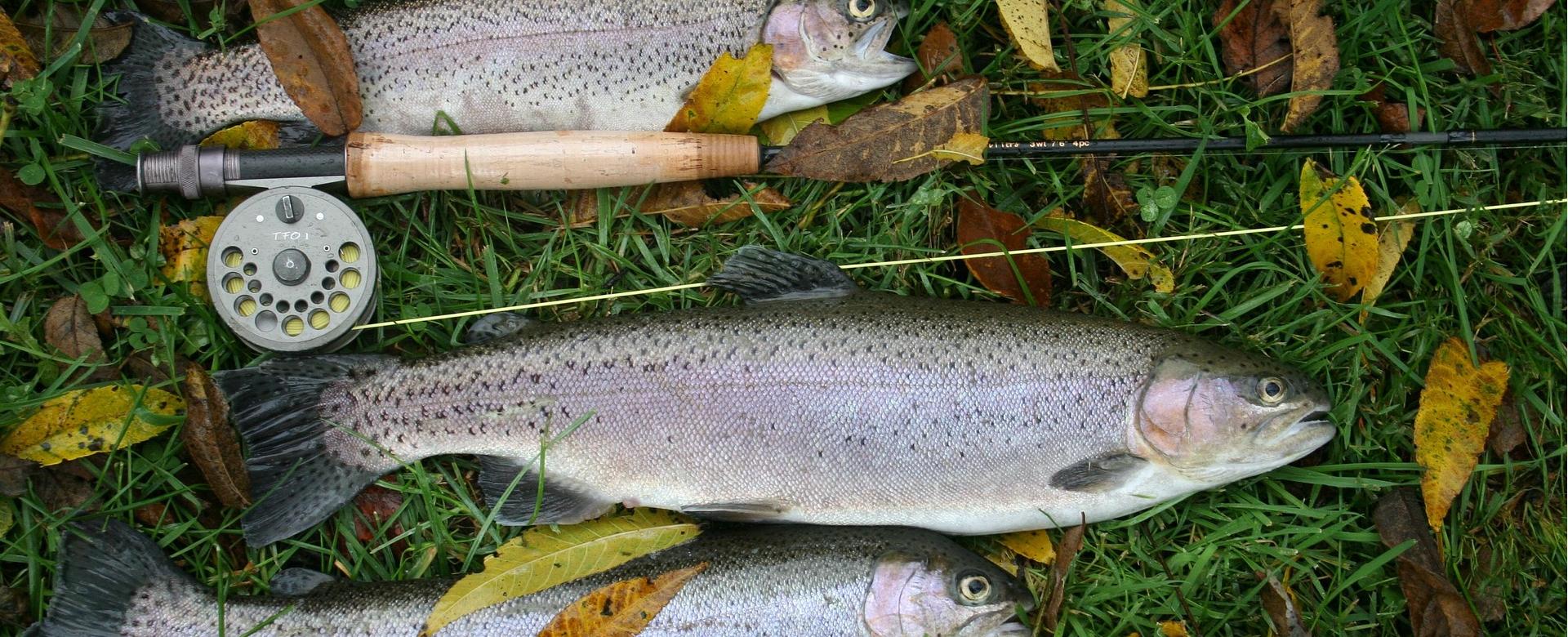 Berkley Shop -Berkley Shop fly 2608403 1920